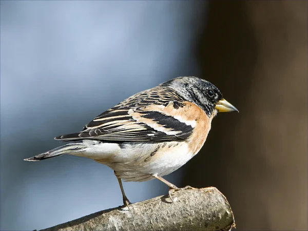 Fågel brambling med svart huvud, orange bröst och svarta prickar. — Stockfoto