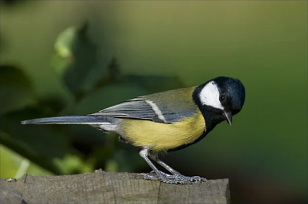 Bird Great Tit a sharp, green bird with black head and white cheeks.