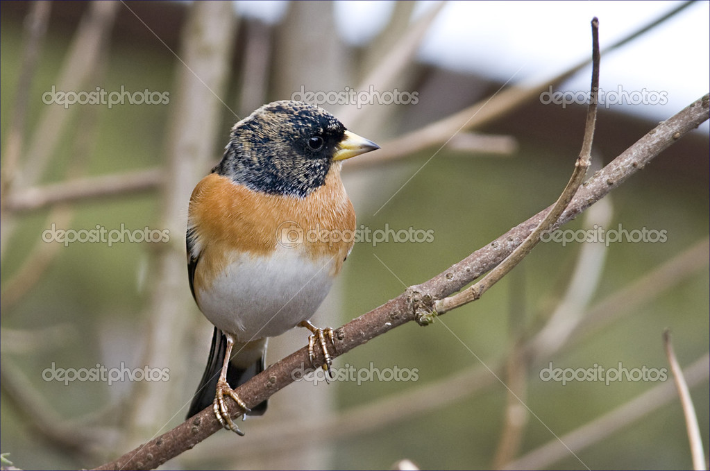 Bird Brambling with black head, Orange breast and Black specks. — Stock