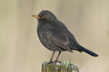 En sevdiğim ev ve Bahçe kuş kuş karatavuk.