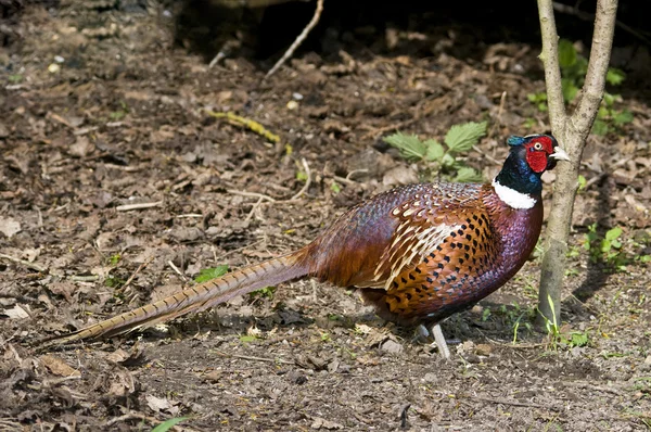Pájaro común Faisán hembra, gallinas que nos gusta cazar . — Foto de Stock