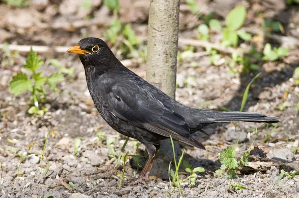 Uccello Blackbird la casa preferita e uccello da giardino . — Foto Stock