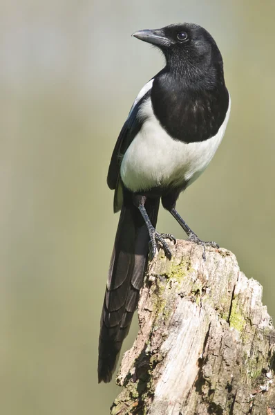 Bird Black-billed Magpie is a scavenger. — Stock Photo, Image