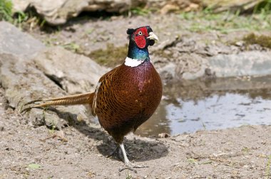 Bird Common Pheasant female, hens which we like to hunt. clipart