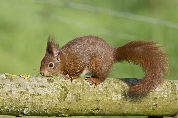 Eichhörnchen sehen aus wie niedliche Tierchen. — Stockfoto