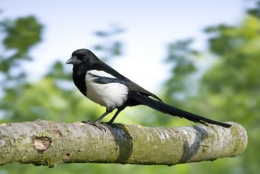 kuş magpie siyah gagalı bir hazine olduğunu.