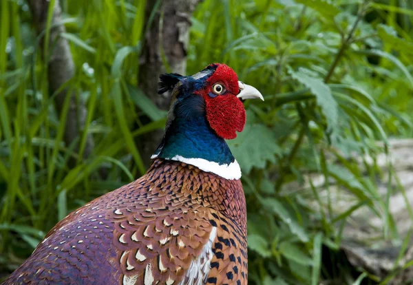 Vogel gemeines Fasanenweibchen, Hühner, die wir gerne jagen. — Stockfoto