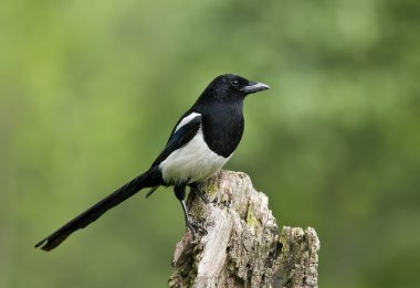 kuş magpie siyah gagalı bir hazine olduğunu.