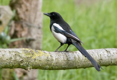 Bird Black-billed Magpie is a scavenger. clipart