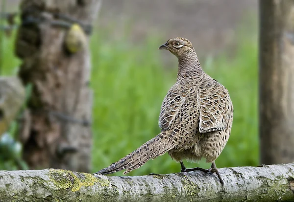Bird Common Pheasant female, hens which we like to hunt. — Stock Photo, Image