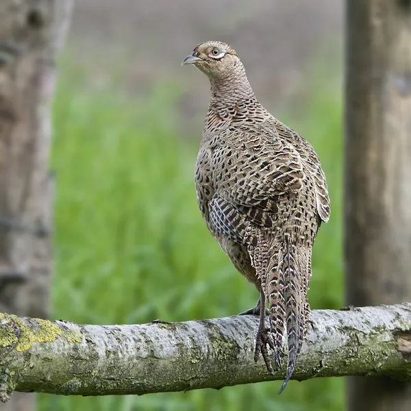 Bird Common Pheasant female, hens which we like to hunt. — Stock Photo, Image