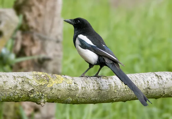 Vogel zwart-billed ekster is een aaseter. — Stockfoto