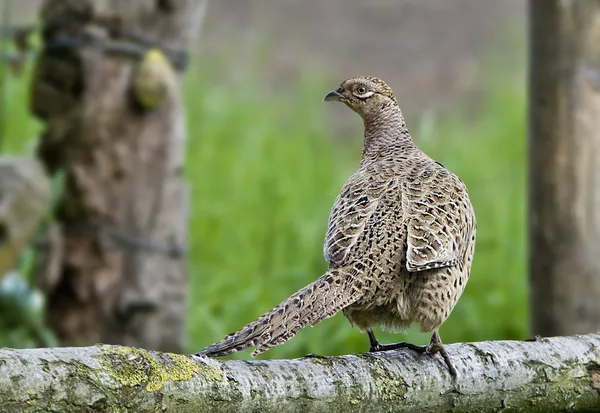 Vogel gemeines Fasanenweibchen, Hühner, die wir gerne jagen. — Stockfoto