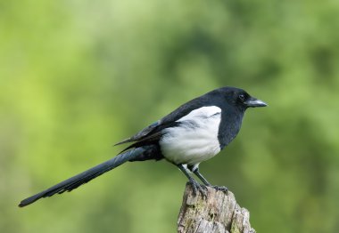 kuş magpie siyah gagalı bir hazine olduğunu.