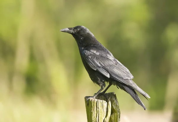 Bird The Carrion Crow is looking out on a pole. — Stock Photo, Image