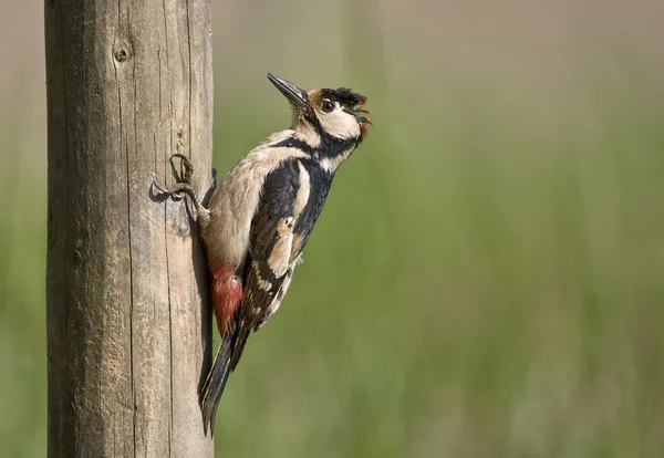 Vogel Buntspecht macht Löcher im Baum, um Würmer zu fangen. — Stockfoto