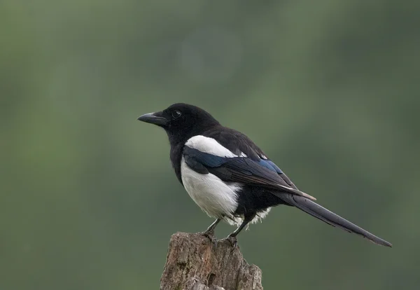 Bird Black-billed Magpie é um necrófago . — Fotografia de Stock