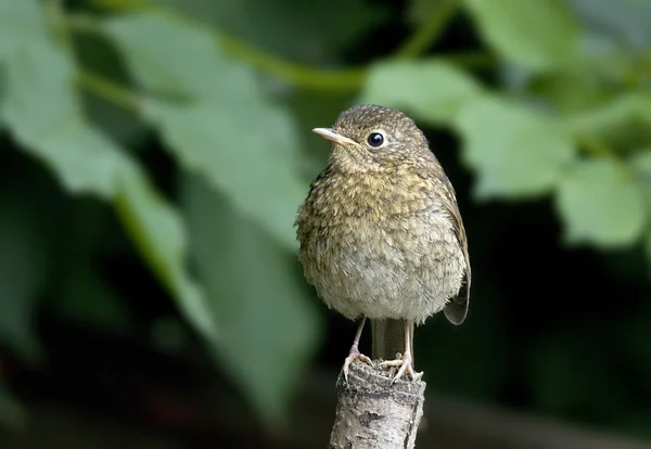 Fågel rödhake har ljusa röda bröst i solen. — Stockfoto