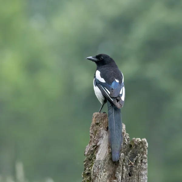 Bird Black-billed Magpie é um necrófago . — Fotografia de Stock