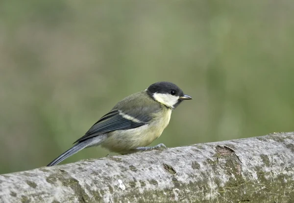 Bird Great Tit a sharp, green bird with black head and white cheeks. — Stock Photo, Image