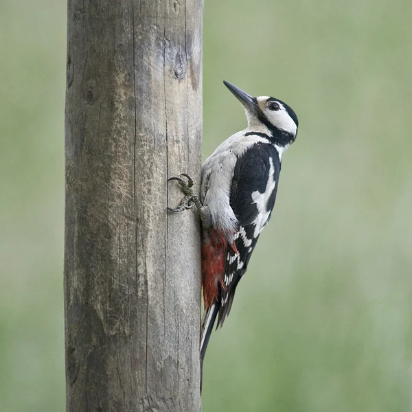 Bird Great Spotted Woodpecker makes holes in the tree to catch worms. — Stock Photo, Image