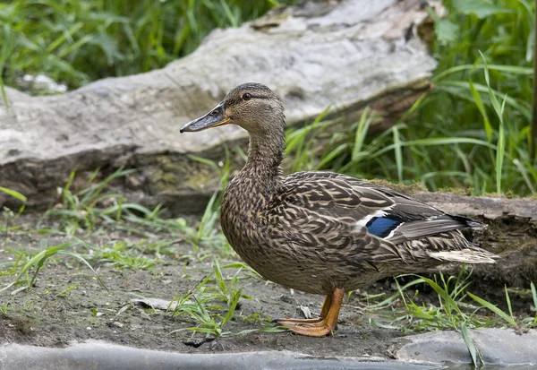 Fågel vanligtvis Hanarna är de vackraste??? — Stockfoto