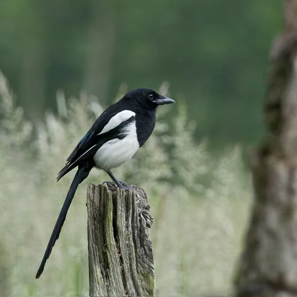 Bird Black-billed Magpie é um necrófago . — Fotografia de Stock