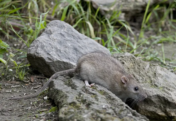 Den brun råttan är också att vara föds upp som husdjur. — Stockfoto