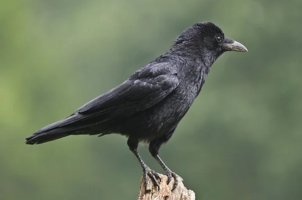 Vogel die Aaskrähe schaut auf eine Stange. — Stockfoto