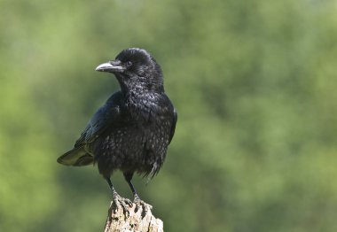 bir kutup kuş leş kargası arıyor.