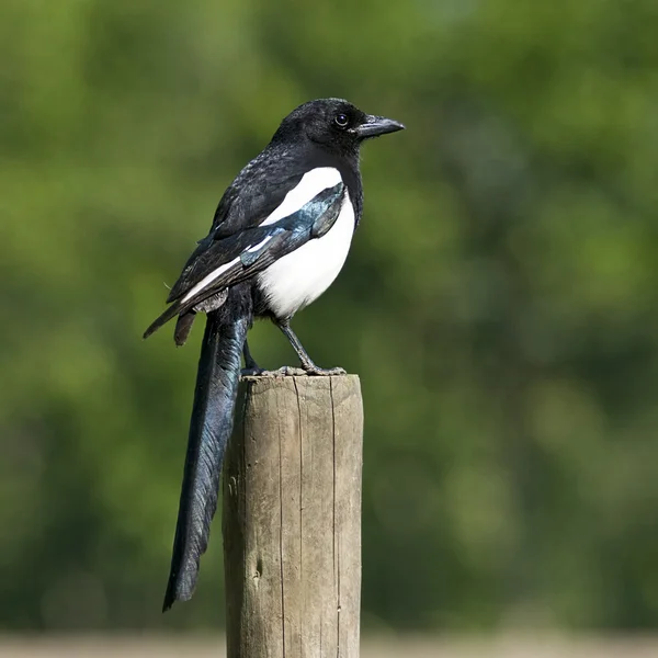 Bird Black-billed Magpie é um necrófago . — Fotografia de Stock