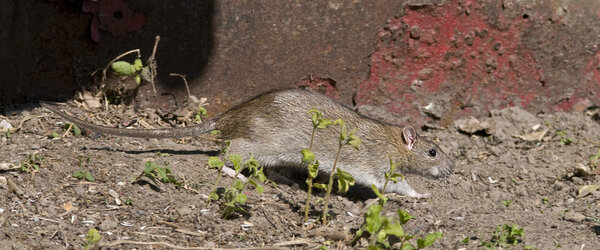 The Brown rat is also to be bred as pets.