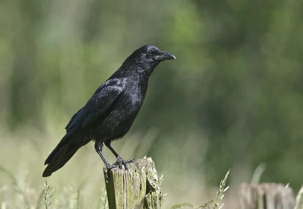 Bird The Carrion Crow está olhando para fora em um poste . — Fotografia de Stock