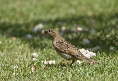 kuş evi serçe tekrar yükselişe geçti!