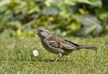 kuş evi serçe tekrar yükselişe geçti!