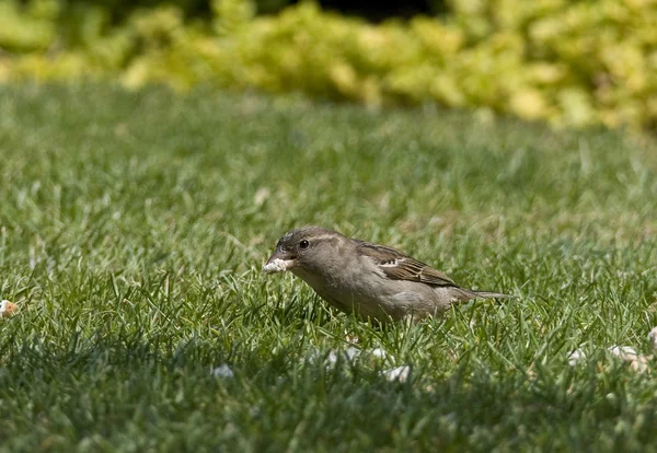 Bird the House Sparrow is back on the rise! — Stock Photo, Image