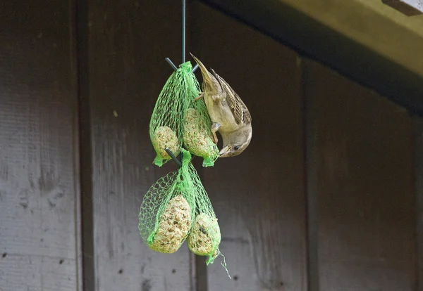 Bird the House Sparrow is back on the rise! — Stock Photo, Image