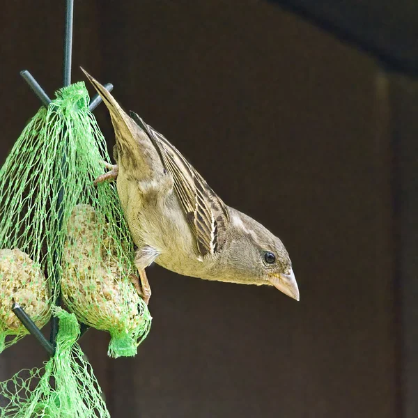 Bird the House Sparrow is back on the rise! — Stock Photo, Image