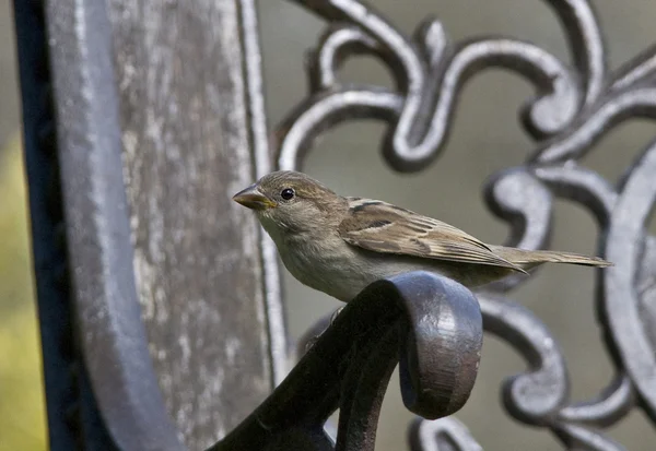 Το σπουργίτι σπιτιών πουλιών είναι πίσω σε άνοδο! — Φωτογραφία Αρχείου