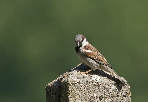 Der Haussperling ist wieder auf dem Vormarsch! — Stockfoto