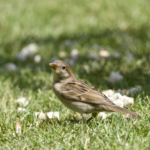 Oiseau le Moineau domestique est de retour à la hausse ! — Photo