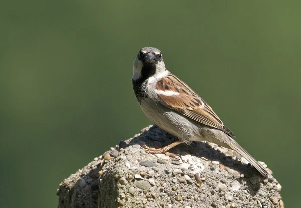 Pták house sparrow je zpátky na vzestupu! — Stock fotografie