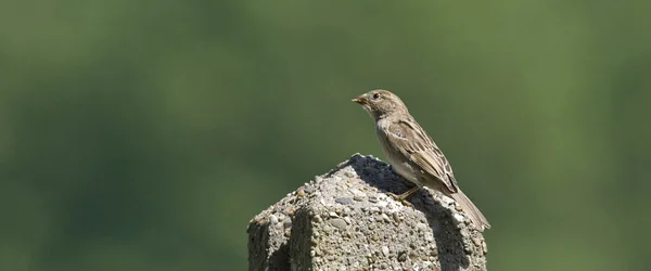 Bird the House Sparrow è tornato in ascesa ! — Foto Stock