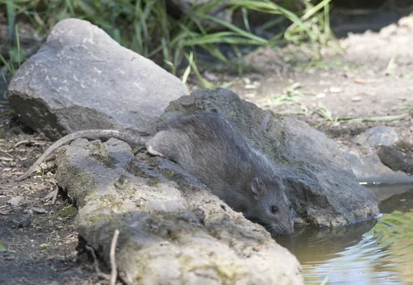 Die braune Ratte soll auch als Haustier gezüchtet werden. — Stockfoto