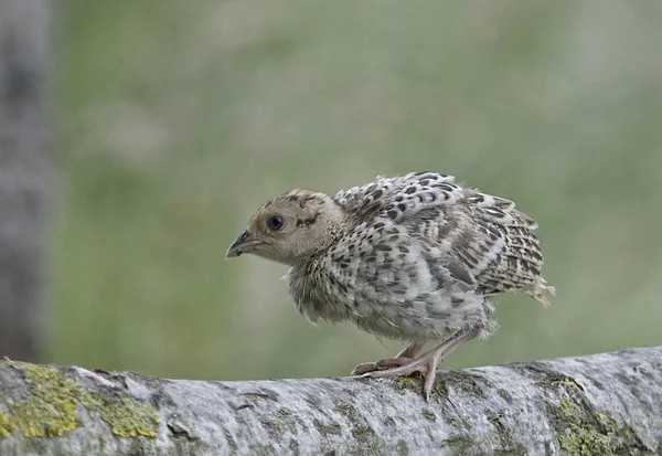 Vogel gemeines Fasanenweibchen, Hühner, die wir gerne jagen. — Stockfoto