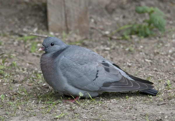 Le pigeon commun curieux est un mangeur de céréales qui ne se produit généralement que dans la forêt . — Photo