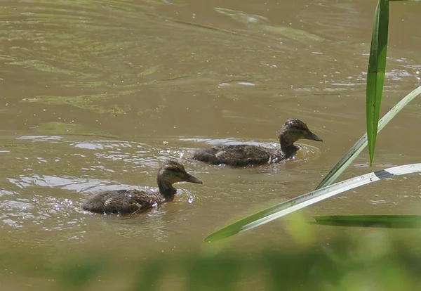 Oiseau Habituellement les mâles sont les plus beaux ??? — Photo