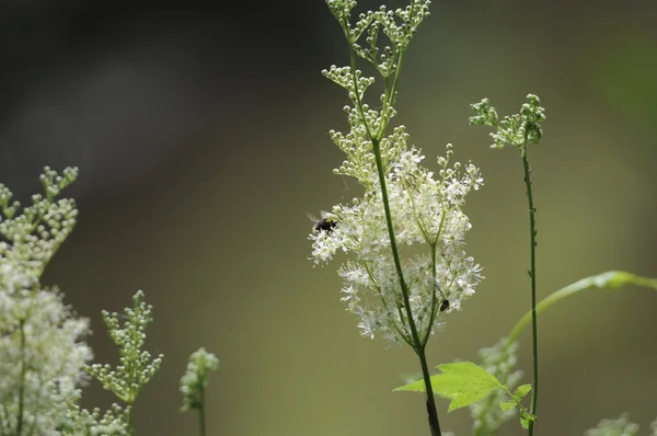 Bakgrunden var du hittar insekter och fältet blommor. — Stockfoto