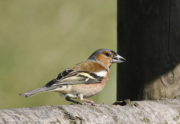 Fågel av bofink har en vacker fjäderdräkt och vackra rosa bröst. — Stockfoto