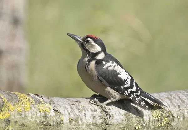 Fågel great spotted woodpecker gör hål i trädet för att fånga maskar. — Stockfoto